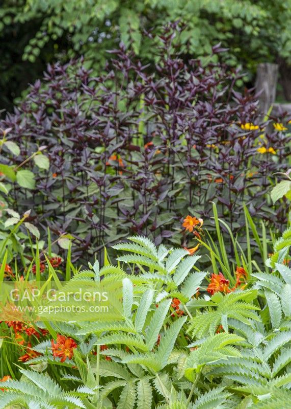 Melianthus major au premier plan avec Ageratina altissima 'Chocolate' et Crocosmia 'Severn Sunrise' - Septembre