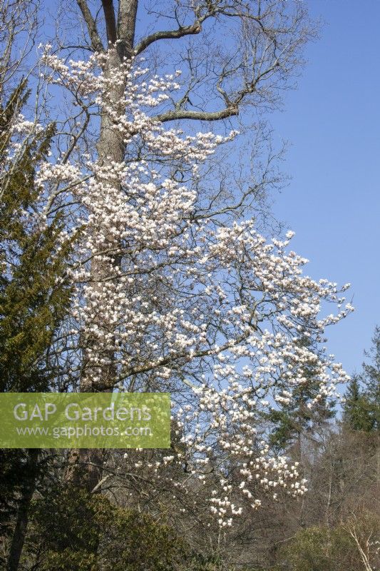 Magnolia Veitchii 'Isca' sur fond de ciel bleu