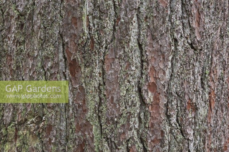 Pinus - Écorce de pin rouge recouverte de Bryophyta - Mousse verte - Octobre