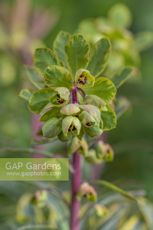 Euphorbia x martinii 'Ascot Rainbow' floraison au printemps - avril