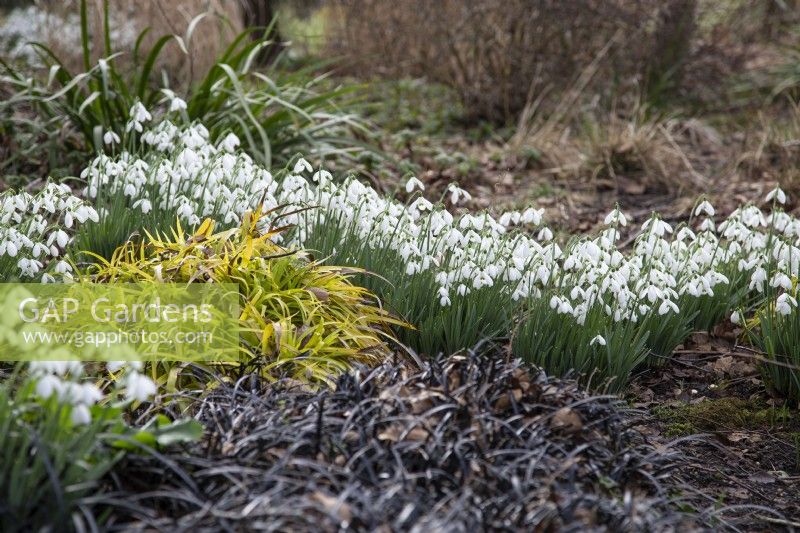 Galanthus nivalis 'S. Arnott' avec Luzula sylvatica 'Aurea' et Ophiopogon planiscapus 'Nigrescens' - février