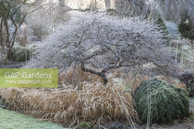 Acer palmatum 'Crimson Queen' dans le gel hivernal. Ci-dessous Hakonechloa macra 'Albostriata' et Cedrus libani 'Sargentii'. Foggy Bottom Garden conçu par Adrian Bloom, The Bressingham Gardens, Norfolk - Janvier