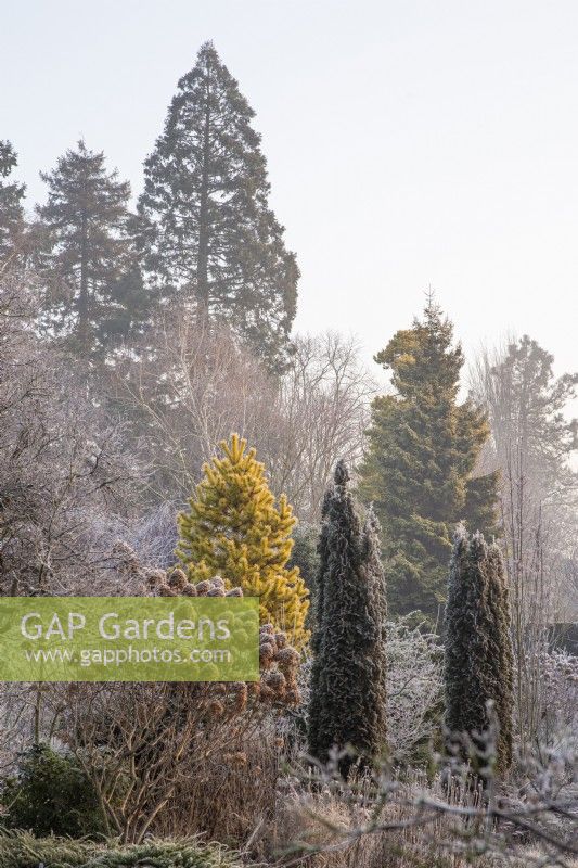 Conifères et arbres en hiver gel à Foggy Bottom, les jardins de Bressingham, Norfolk, conçu par Adrian Bloom - Janvier