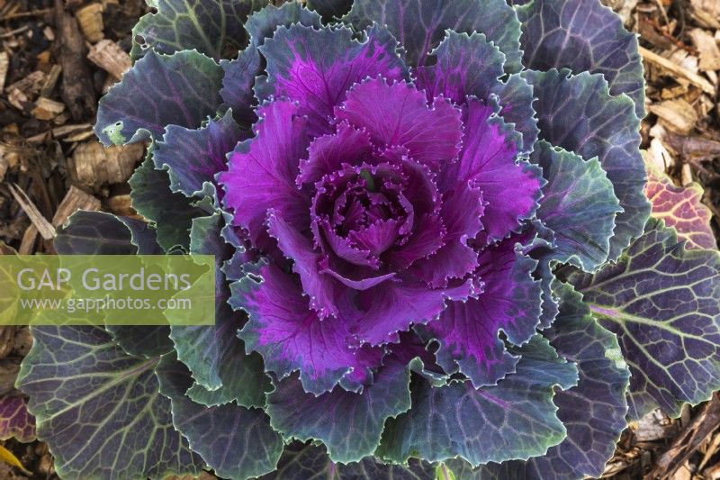 Purple Brassica oleracea - Chou ornemental en automne - octobre