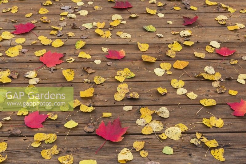Acer saccharum - Érable et Betula jaune - Feuilles de bouleau sur une terrasse en bois en automne - Octobre
