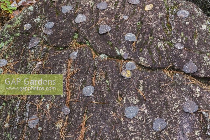Betula - Feuilles de bouleau sur un affleurement couvert de Bryophyta - Croissance de mousse verte et de lichen en automne - Octobre