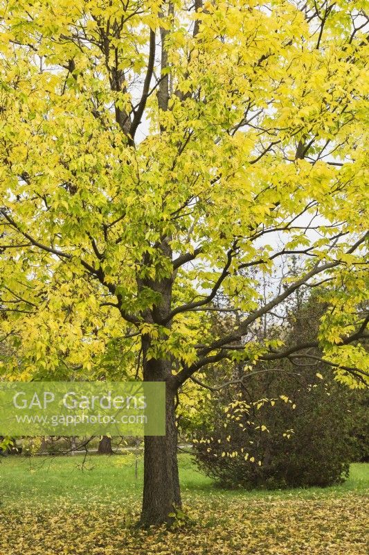 Celtis bungeana - Micocoulier en automne, Jardin Botanique de Montréal, Québec, Canada - Octobre