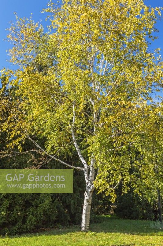 Betula papyrifera - bouleau à papier en automne - octobre