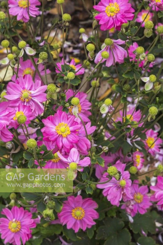 Anemone japonica - Anémone japonaise - Windflowers en automne - Octobre