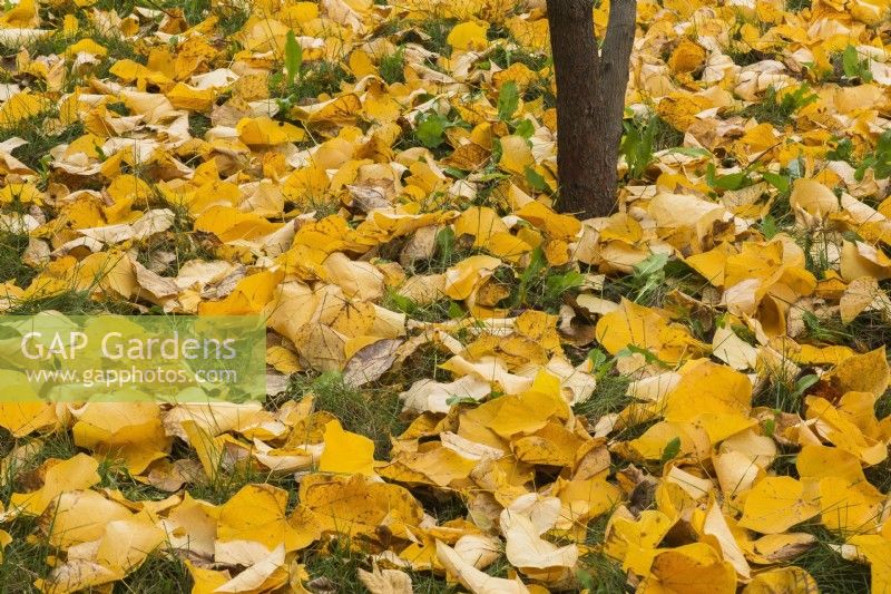 Cercis canadensis - troncs d'arbres Redbud de l'Est avec des feuilles tombées en automne - octobre