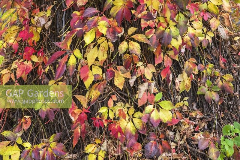 Parthenocissus quinquefolia - Virginia creeper vigne poussant sur une colonne de béton en automne - octobre
