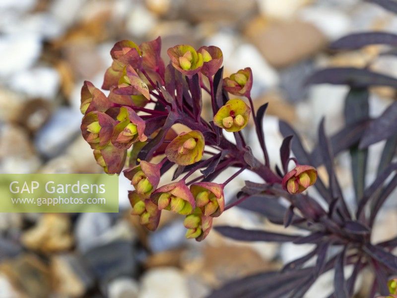 Euphorbia 'Blackbird' dans le jardin de gravier Avril