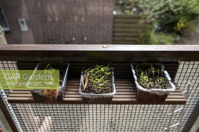 Plants de tomate Solanum lycopersicum et Nigella poussant dans des emballages de champignons réutilisés sur un balcon. Étagère recyclée sur un balcon. Fabriqué à partir des balcons, les vieilles planches de terrasse en bois ont été remplacées.