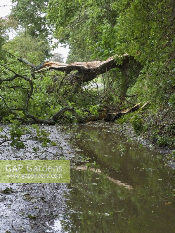 Chêne endommagé par la tempête bloquant le chemin de campagne