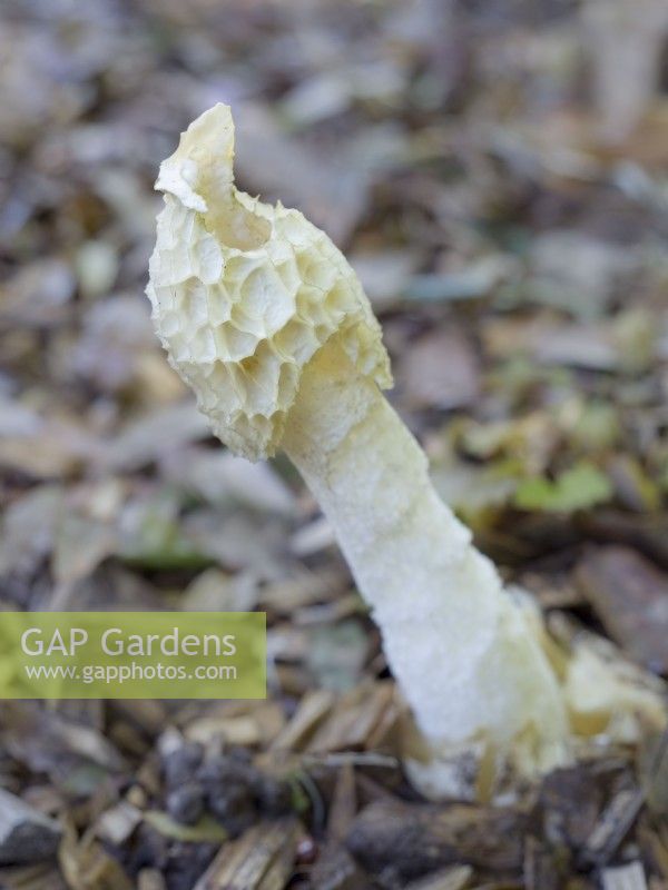 Phallus impudicus - champignon puant poussant sur le chemin de jardin de copeaux de pin