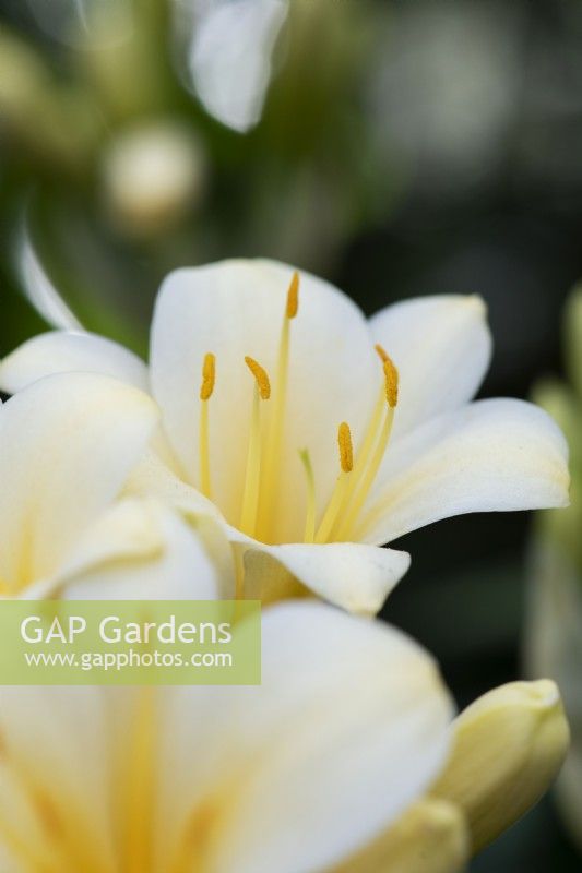 Clivia x kewensis 'Jaune Bodnant'