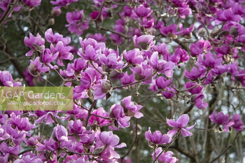 Une cascade de Magnolia x mollicomata violet 'Lanarth' en mars