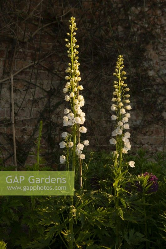 Delphinium 'Pacific' dans un parterre de fleurs à Waterperry Gardens, Waterperry, Wheatly, Oxfordshire, UK