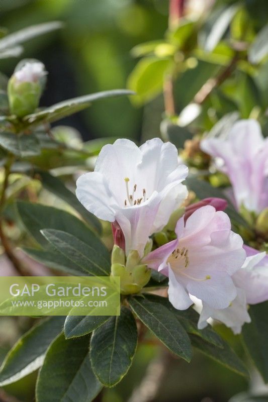 Rhododendron 'Comtesse de Haddington'