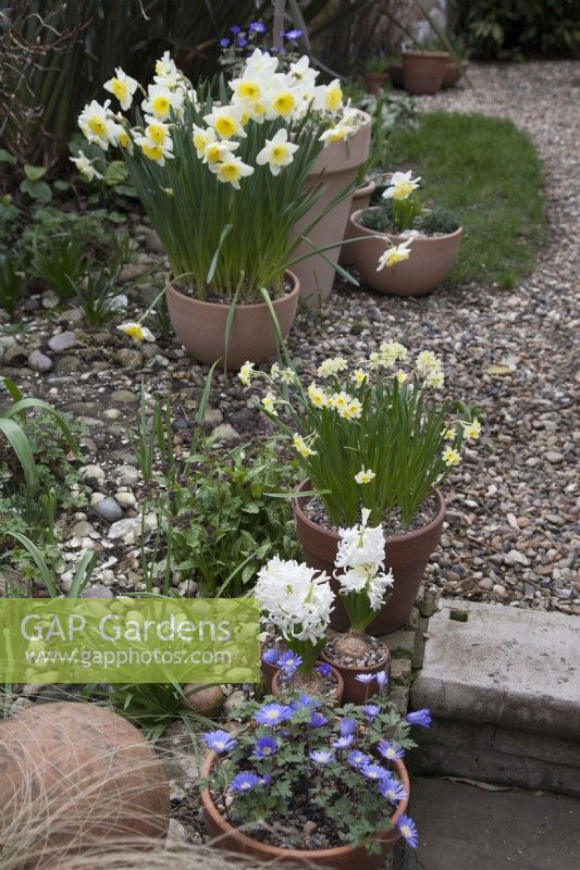 Jacinthe blanche, Anemone Blanda Blue et Narcissus Minnow en pots Jonquilles blanches et jaunesMars