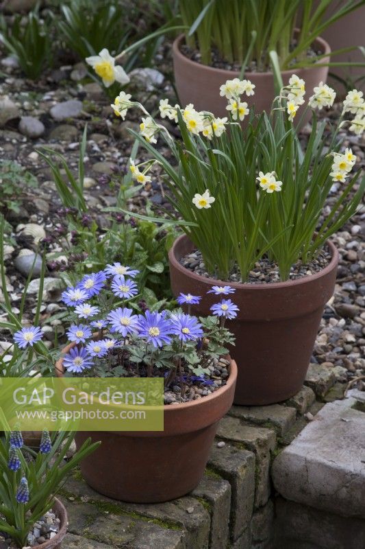 Anemone Blanda Blue et Narcissus Minnow Jonquille dans des pots en terre cuite, combinaison de plantes de printempsMars