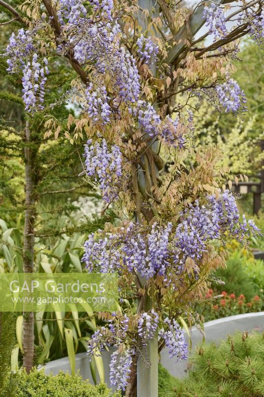 Wisteria floribunda 'Macrobotrys' syn Wisteria floribunda 'Multijuga' - glycine japonaise - poussant sur une pergola en bois
