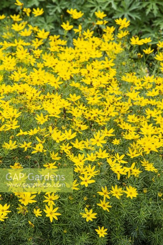 Coreopsis verticillata 'Golden Gain' - Août. Introduit par Blooms Nurseries / The Bressingham Gardens, Norfolk.