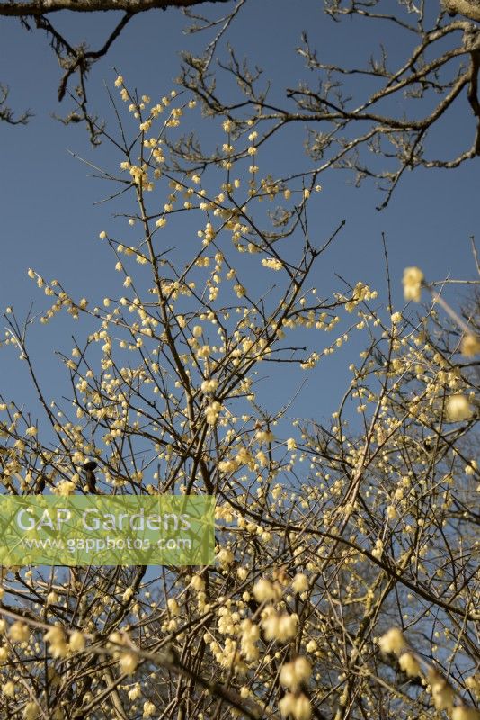 Chimonanthus praecox 'Luteus - Wintersweet' - Février