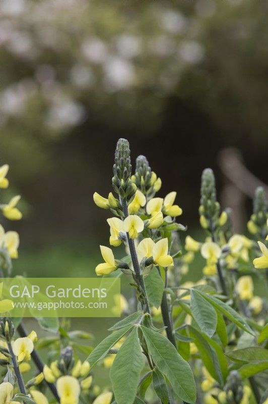 Thermopsis lanceolata - Faux lupin effilé