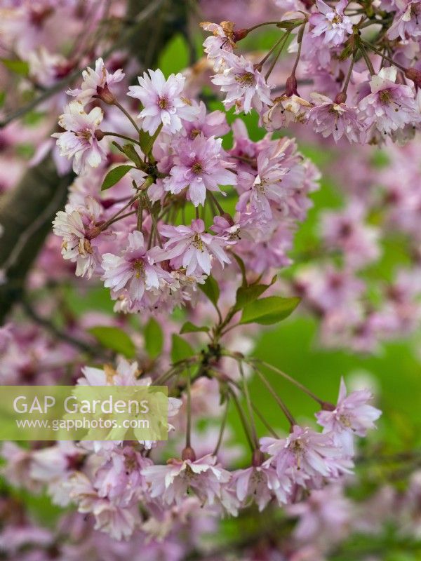 Prunus x subhirtella 'Fukubana' au printemps Fin avril