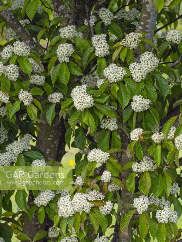 Sorbus caloneura floraison fin avril