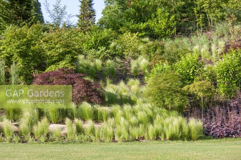 Jardin avec Acer, graminées ornementales et vivaces, été fin juin