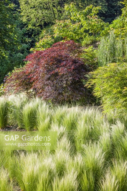 Jardin avec Acer, graminées ornementales et vivaces, été fin juin