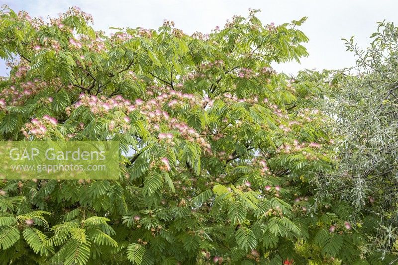 Albizia julibrissin, été juillet