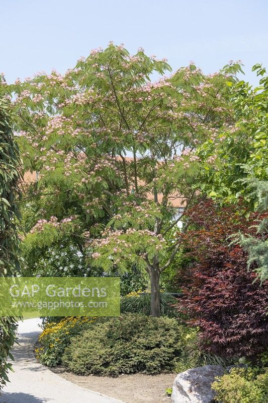 Albizia julibrissin, été juillet