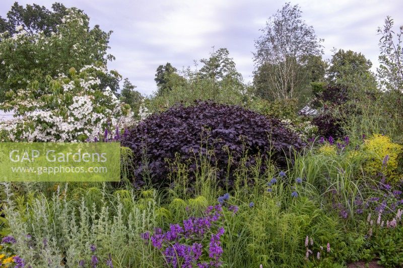 Hêtre pourpre, Fagus sylvatica 'Atropurpurea'. RHS Garden for a Green Future, RHS Hampton Court Palace Garden Festival 2021