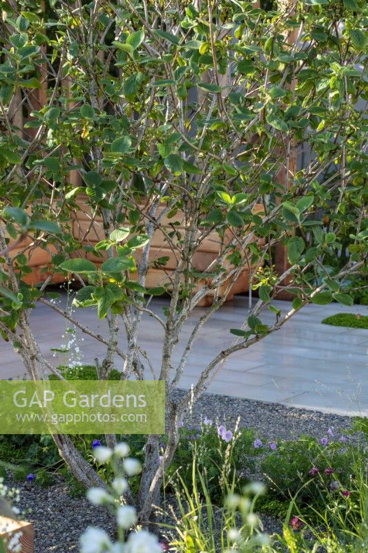 The Communication Garden, RHS Hampton Court Palace Garden Festival 2021. Design : Amelia Bouquet. Commanditaires : London Stone, Practicality Brown, Urbis Design