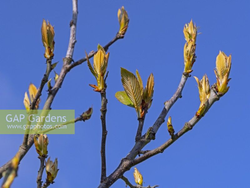 Bourgeons et nouvelles feuilles de Sorbus hedlundii Fin avril