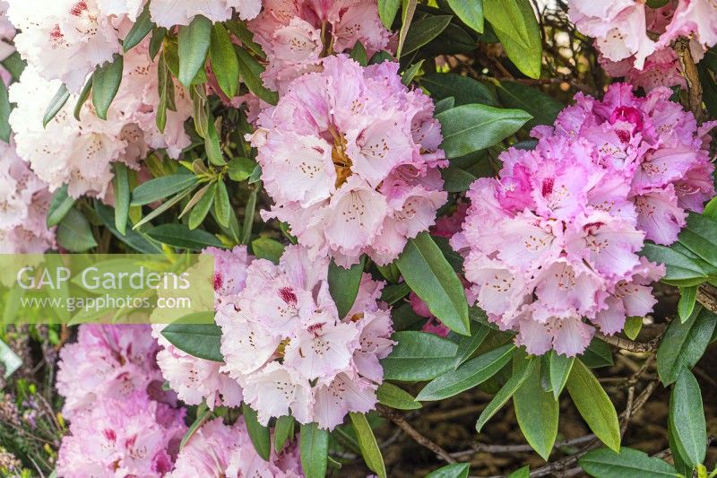 Rhododendron yakushimanum Arabella, printemps Mai