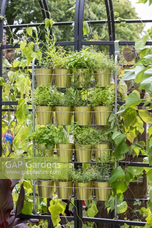 Herbes poussant dans des pots de couleur or dans un support suspendu en métal. Lève-toi et grandis, RHS Hampton Court Palace Garden Festival 2021