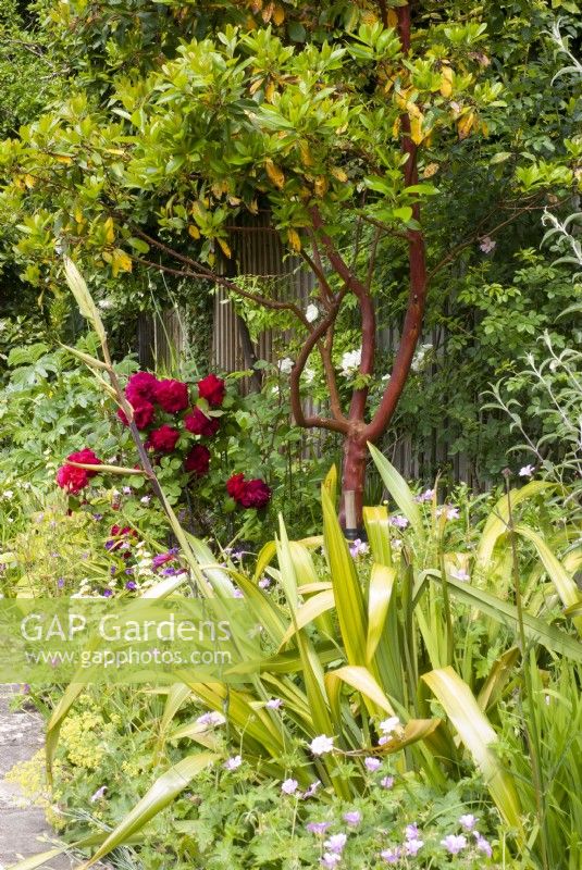 Arbutus unedo dans un parterre de fleurs avec Géranium, Rose, Phormium, Scabiosa columbaria