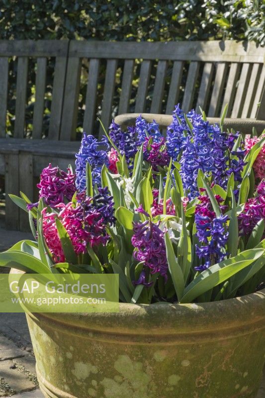 Hyacinthus orientalis fleurit dans de grands pots en terre cuite placés dans un coin salon de jardin