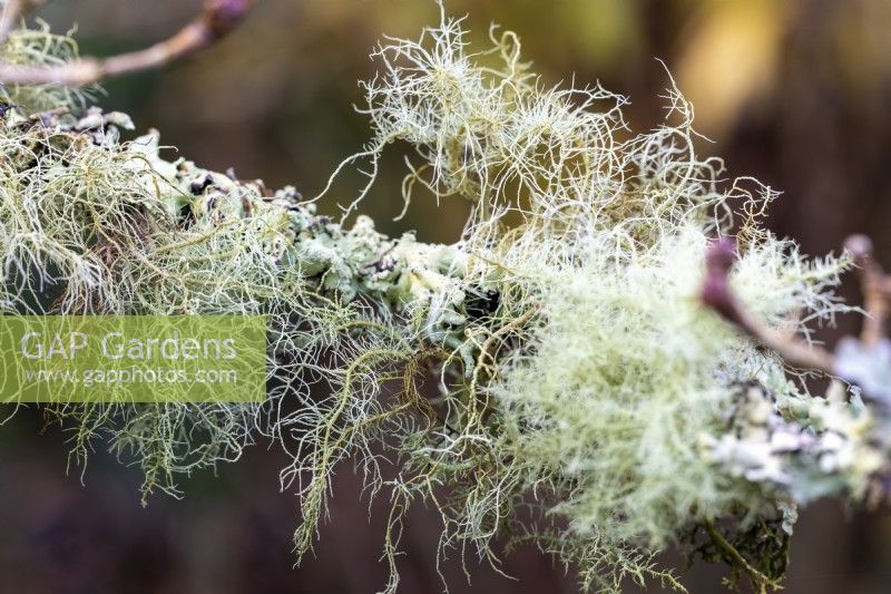 Lichen poussant sur Cornus kousa