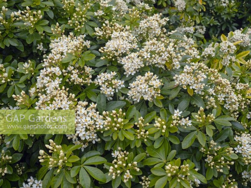 Choisya 'Aztec Pearl' - Mexicain Mock Orange fin avril Printemps