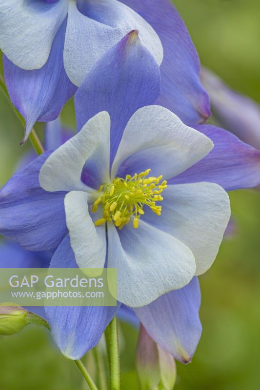 Aquilegia vulgaris 'Songbird Blue Bird' floraison au printemps - avril