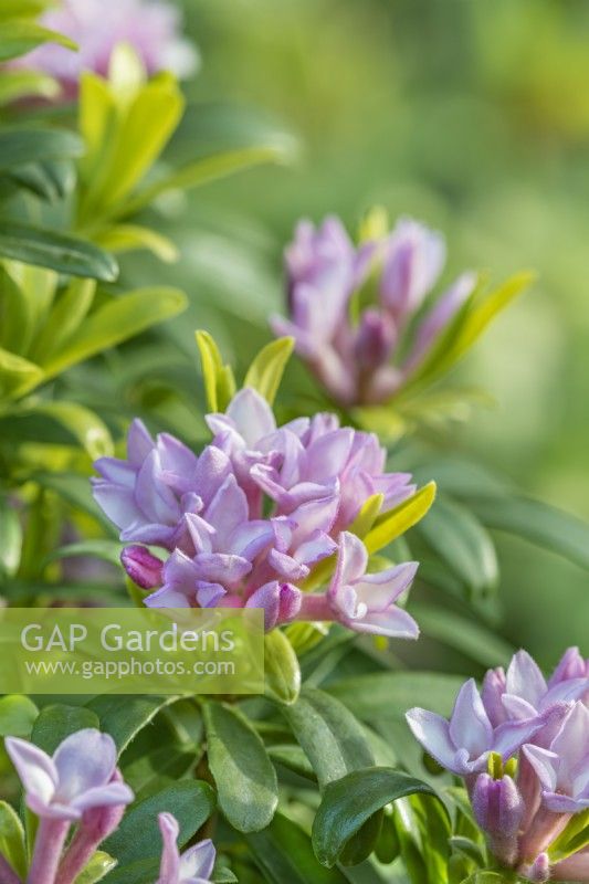 Daphne x transatlantica 'Pink Fragrance' floraison au printemps - avril