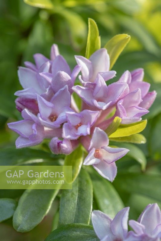 Daphne x transatlantica 'Pink Fragrance' floraison au printemps - avril
