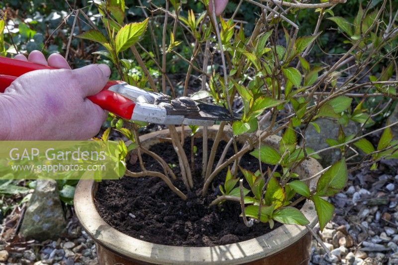 Tailler un hortensia en pot à l'aide d'un sécateur