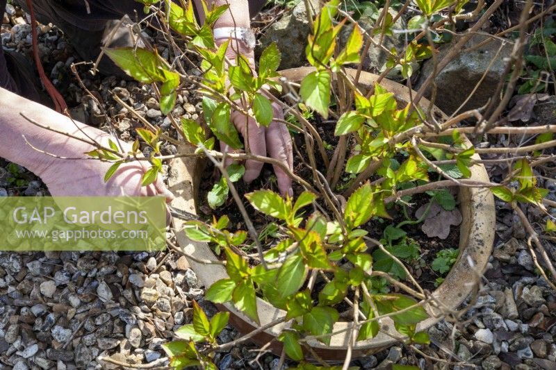 Désherber un hortensia en pot négligé