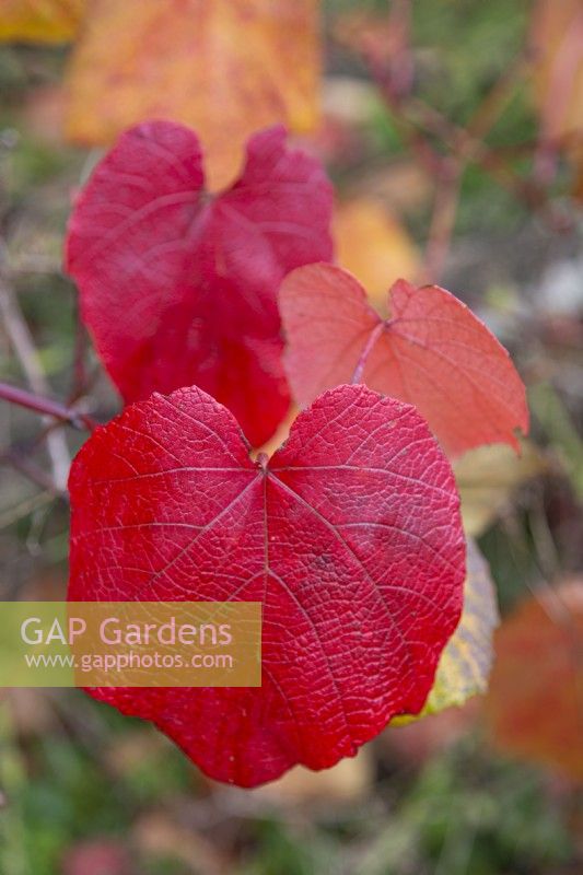 Vitis coignetiae - Crimson glory vine - Octobre